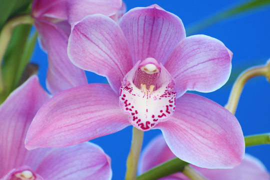 Orquid flower