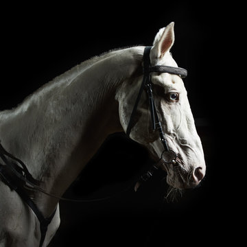 Closeup portrait white horse in the dark