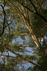Looking through the branches.