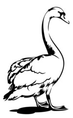 White swan