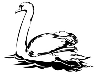 White swan on the water