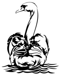 Beautiful swan is swimming gracefully on the water