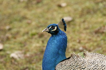 Obraz premium Pfau in Nahaufnahme