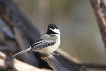 Obraz premium Black-capped Chickadee