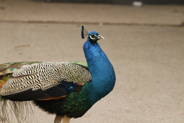 Obraz premium Pfau in Nahaufnahme