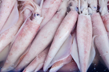 Obraz premium Fresh squids at seafood market,East of Thailand
