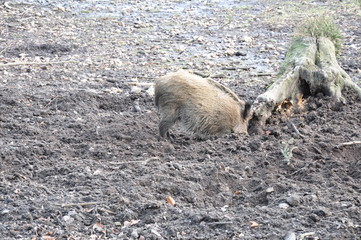 Wildschwein