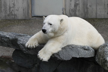 Eisbär in Nahaufnahme
