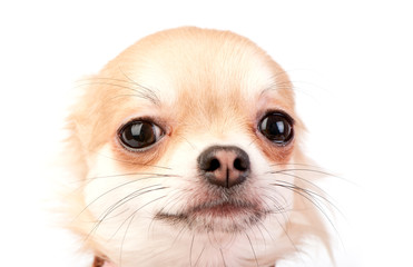 cute chihuahua dog head close-up