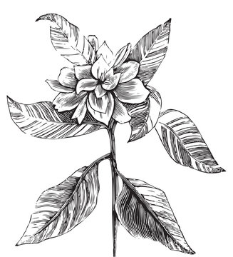 A Common Gardenia Engraving Illustration