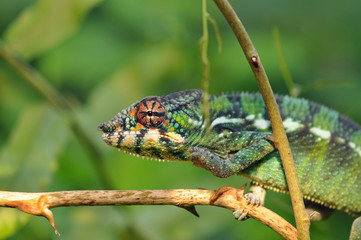Chameleon