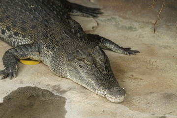 Krokodil in Nahaufnahme