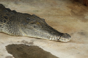 Krokodil in Nahaufnahme