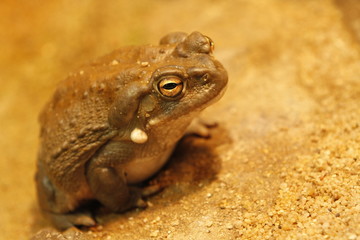 Sonorakröte in Nahaufnahme