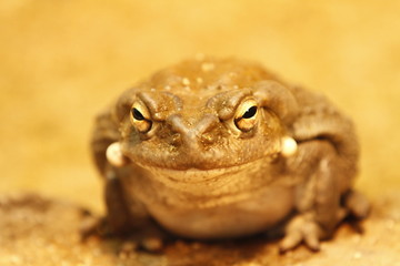 Sonorakröte in Nahaufnahme