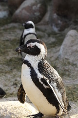 Obraz premium Brillenpinguin in Nahaufnahme