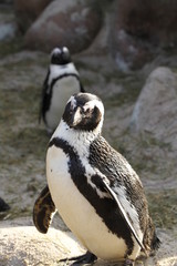 Fototapeta premium Brillenpinguin in Nahaufnahme