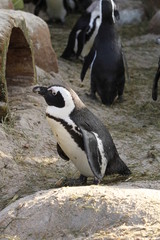 Fototapeta premium Brillenpinguin in Nahaufnahme