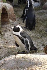 Naklejka premium Brillenpinguin in Nahaufnahme