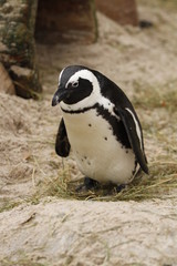 Fototapeta premium Brillenpinguin in Nahaufnahme