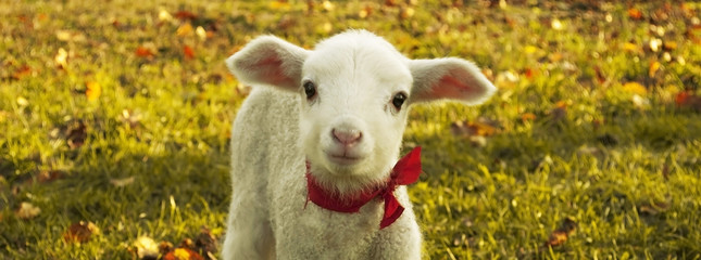 Funny picture of a curious lamb
