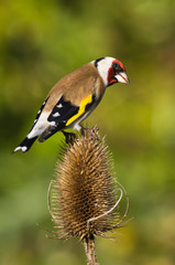 Goldfinch on Teasle