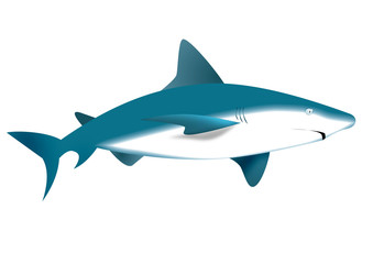 Obraz premium Tiburon