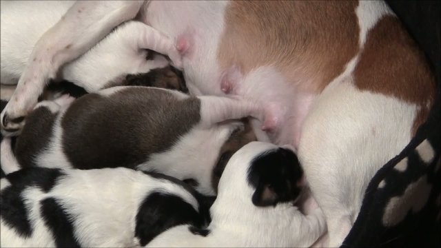 Jack Russel Welpen