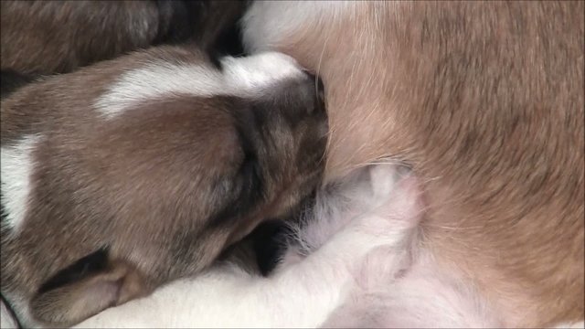 Jack Russel Welpen