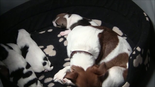 Jack Russel Welpen