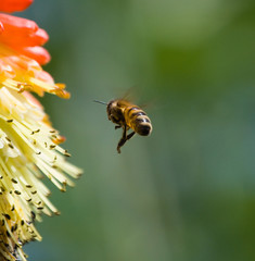 Bee Flying Onto a Flower