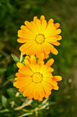 Two beautiful yellow flowers