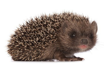hedgehog