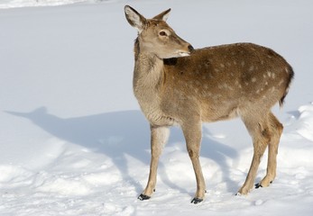 флора и фауна