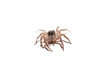 Jumping Spider