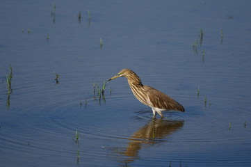 Indian Pond Heron