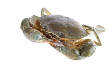 crab