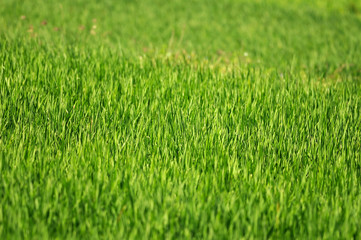 Green Grass