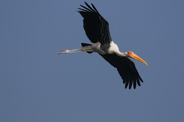 Painted Stork