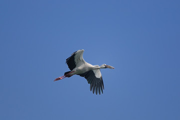 Fototapeta na wymiar Asian Openbill stork