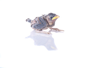 brood sparrow