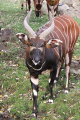 Bongo antelope standing looking at camera