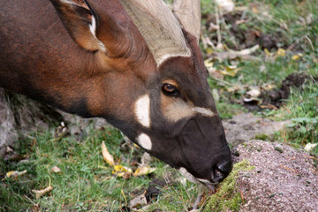 Bongo antelope licking moss