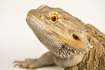 Fototapeta premium Bearded Agama,dragon