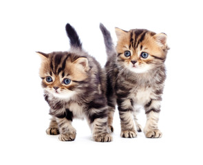 two kitten pure breed striped british isolated