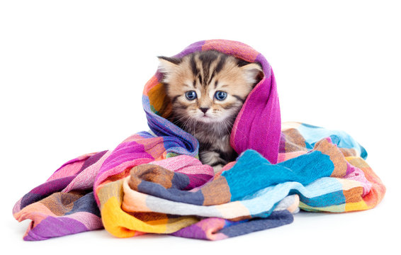 kitten pure breed striped british in colorful tippet or scarf is