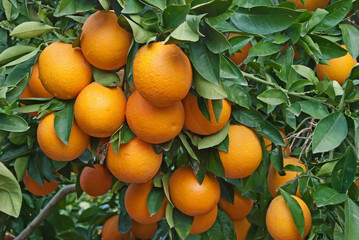 Oranges on tree