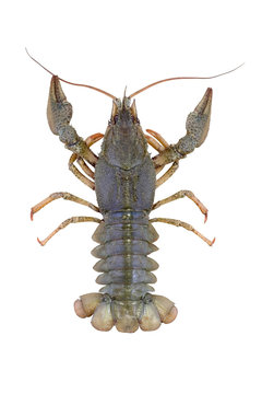 row green crayfish on a white