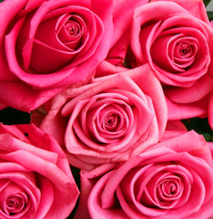 Pink roses