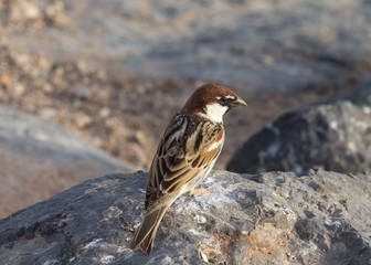 sparrow